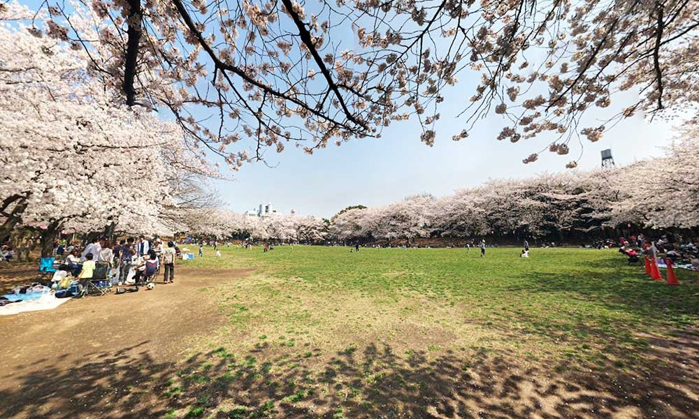 🌳 와라비 시민 공원 (蕨市民公園) 이미지 7
